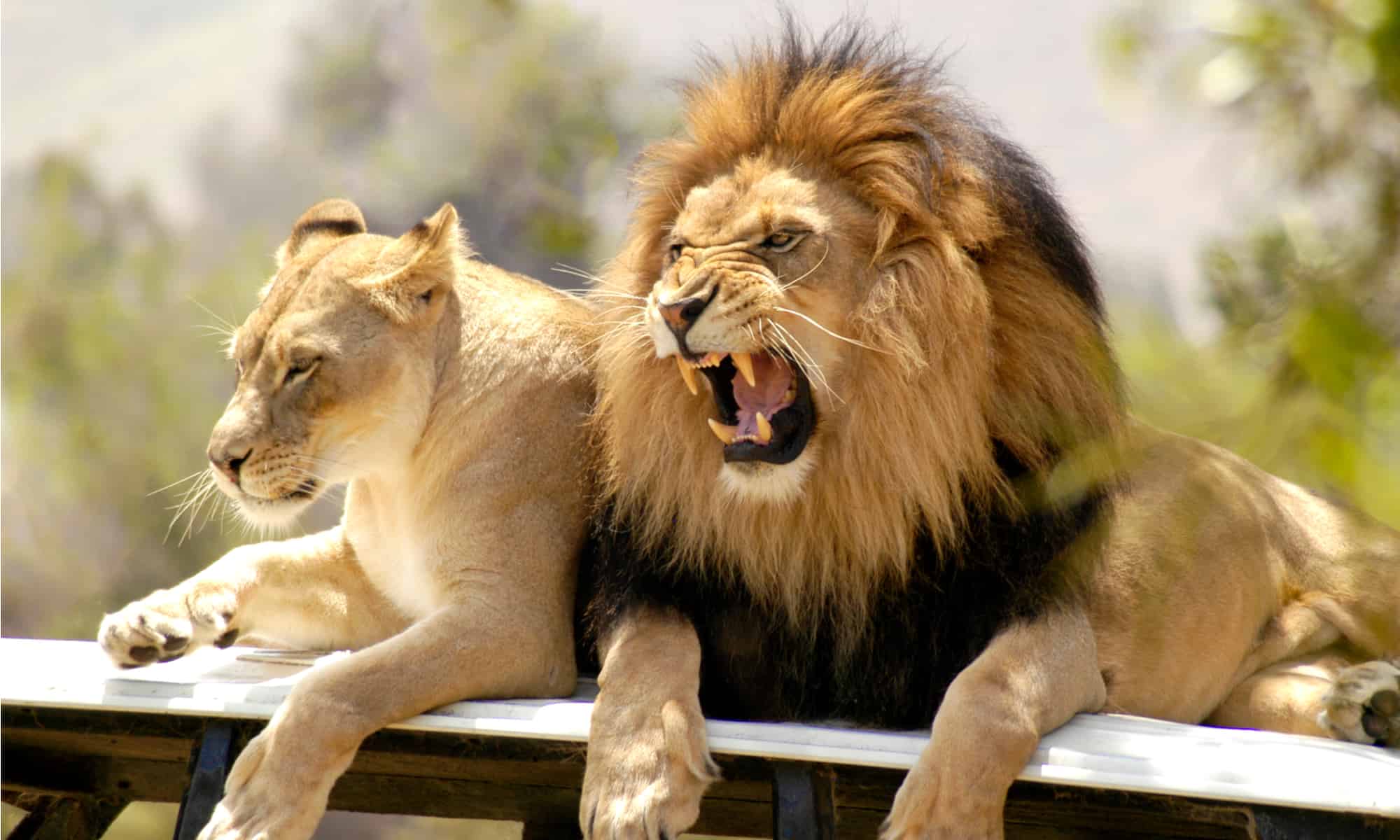 Lion-jump-absurdly-high-header
